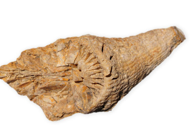 Coelenterata anthozoa Horn Coral