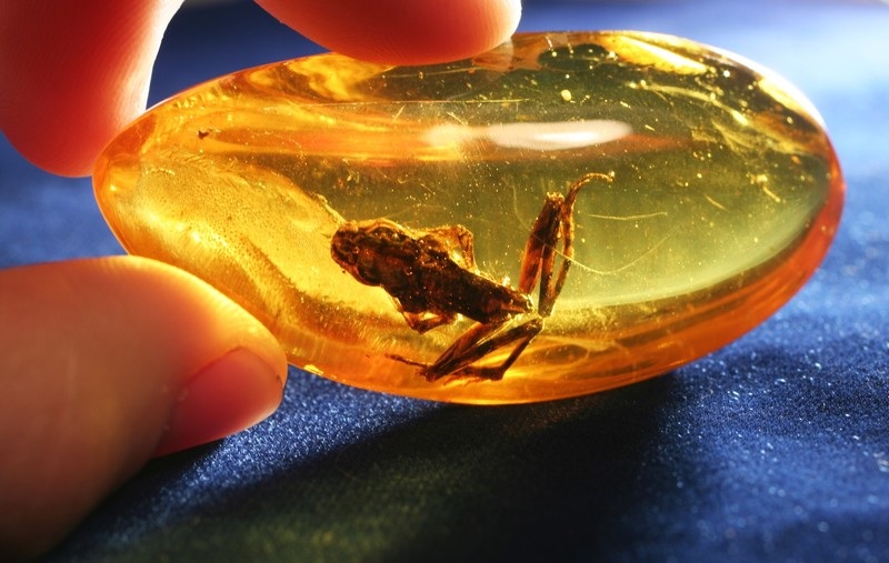 Amber gemstone with an insect inside