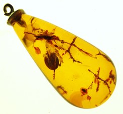 Amber gemstone with an insect inside