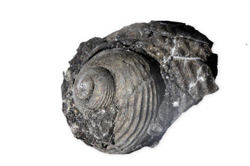 Gastropoda-Shansiella-carbonaria