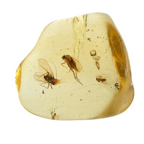 Amber gemstone with an insect inside
